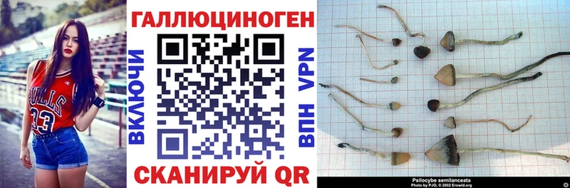 Псилоцибиновые грибы мицелий  Купить закладки  Балей 